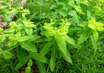 Euphorbia_hiberna-1