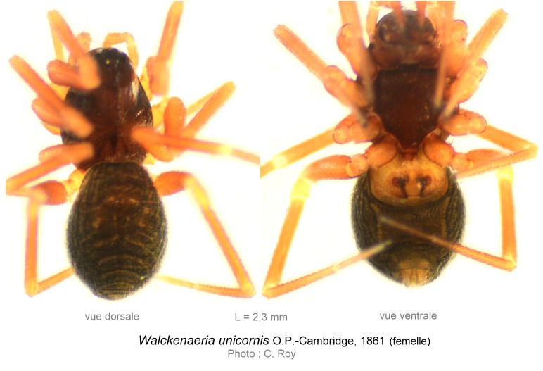 Walckenaeria_unicornis-02-C_ROY