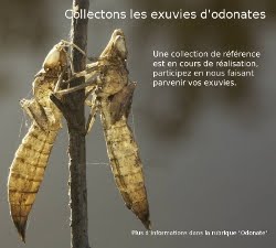 collection-exuvies